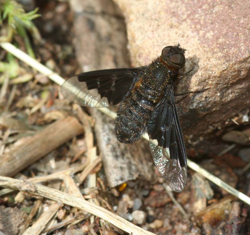 Hemipenthes morio